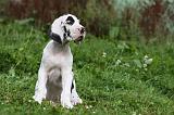 DOGUE ALLEMAND 236